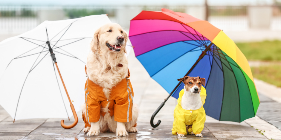 Are Your Pets Covered?